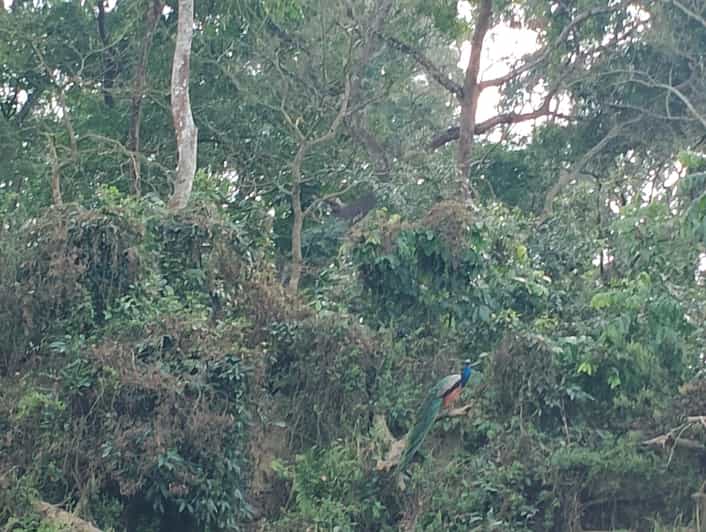 Chitwan: National Park Tower Night Stay Tour