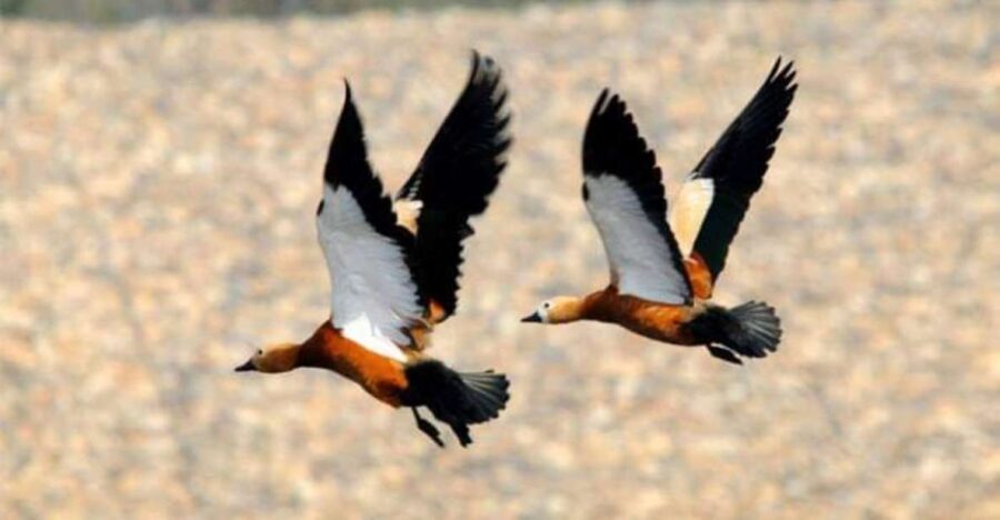 Chitwan National Park Untouched Side Bird Watching From Madi