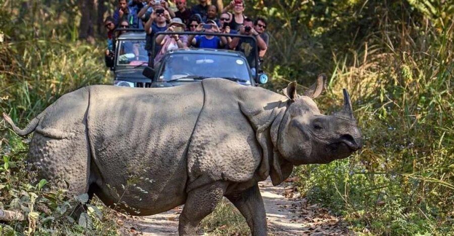 Chitwan Wildlife Adventure:Discover Nepals Jungle Treasures - Overview and Pricing