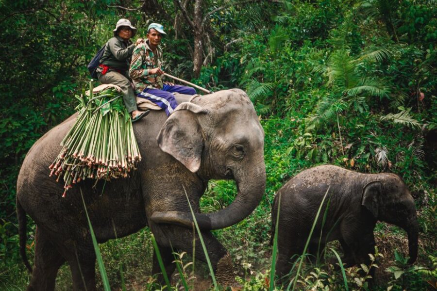Chitwan:2 Night 3 Days Jungle Safari Adventure Tour - Tour Overview
