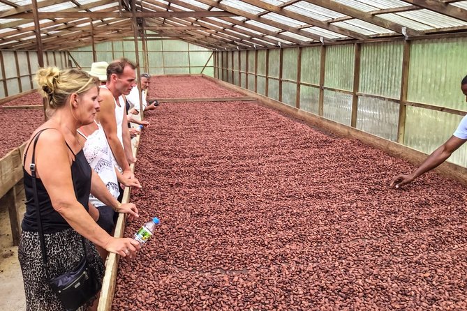 Chocolate Factory Belmont Estate, Annandale Falls & Grand Etang Lake Tour
