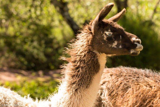 Cochahuasi Animal Sanctuary Admission Ticket - Overview of Cochahuasi Animal Sanctuary