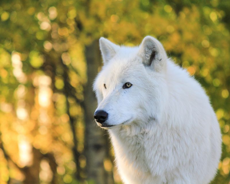 Cochrane: Yamnuska Wolfdog Sanctuary Tour