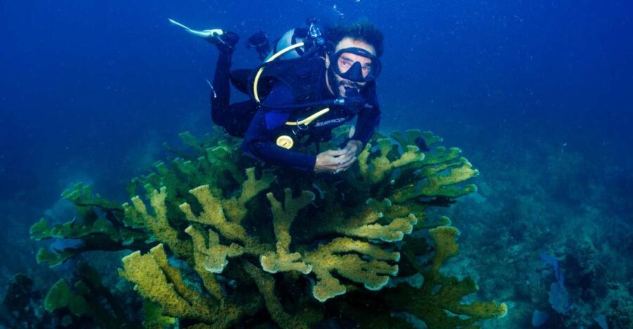 Costa Maya: Discover Scuba Diving Reef Experience - Overview and Pricing