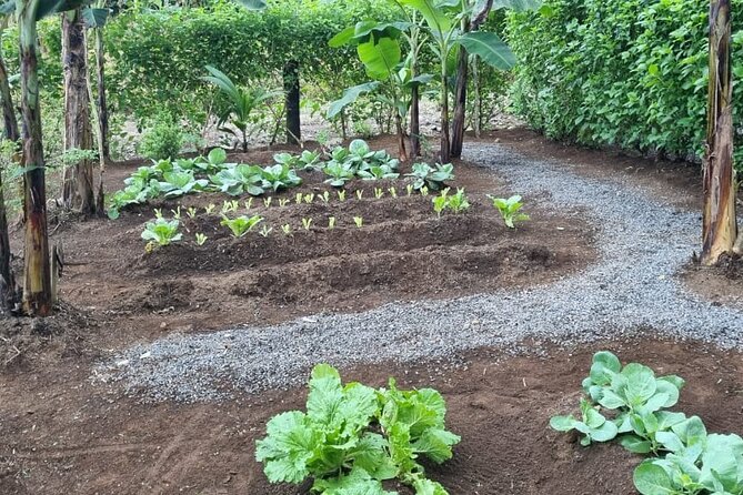 Costa Rica Cooking, The Stove of Chela - Overview of the Experience