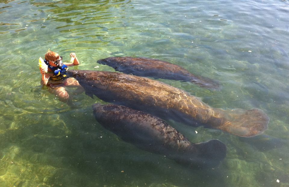 Cozumel: Manatee Encounter With Chankanaab Park Entrance - Experience Overview