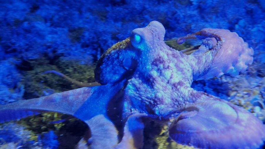 Cozumel: Night Snorkel Adventure