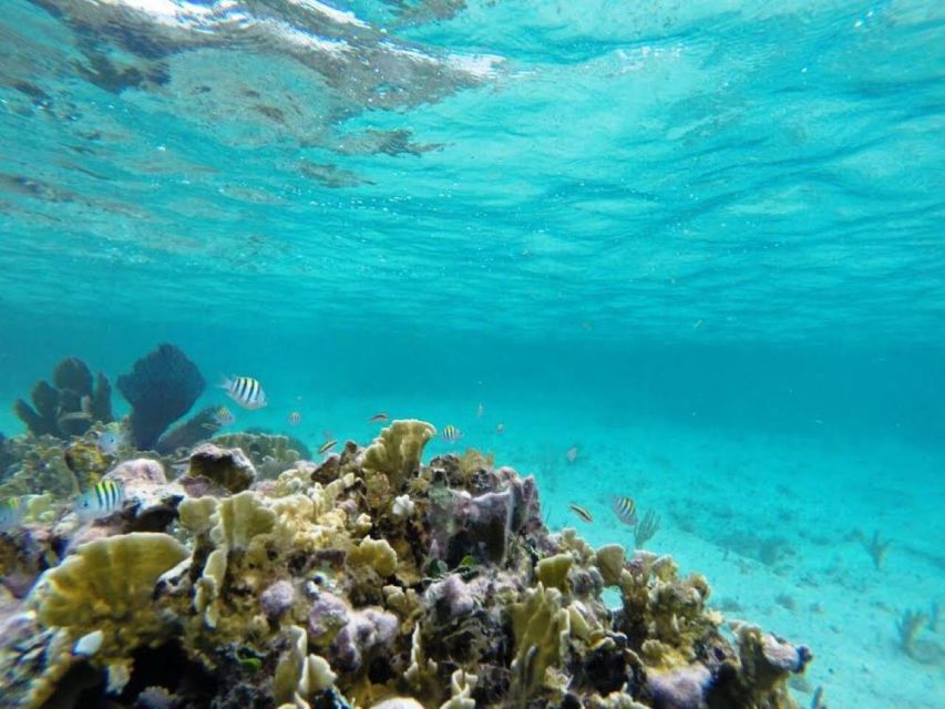 Cozumel: Snorkel El Cielo Tour