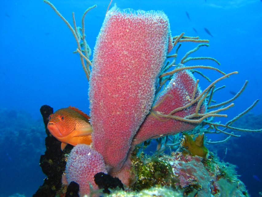 Cozumel: the Sky & Palancar Snorkel With Open Bar & Ceviche