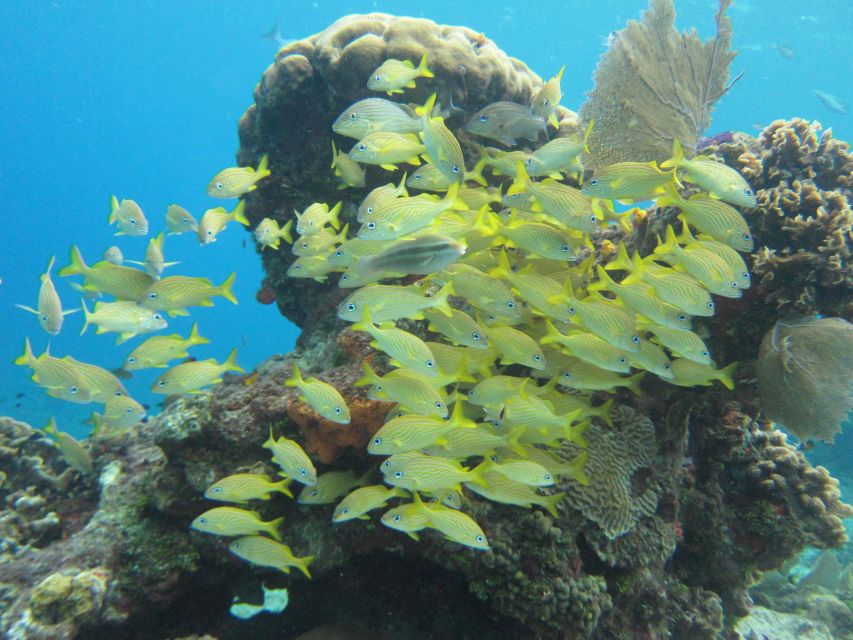 Cozumel: VIP Glass Bottom Boat & Snorkeling 3 Reefs Tour - Tour Overview