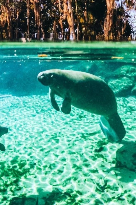 Crystal River: Three Sisters Springs Guided Kayak Tour