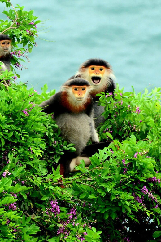 Da Nang: Explore MonkeyMountain & Marble Mountain&AmPhu Cave - Tour Overview and Pricing