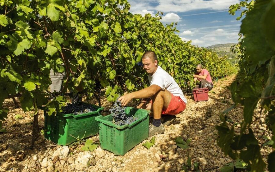 Dalmatian Delights: Food & Wine Tour From Split or Trogir