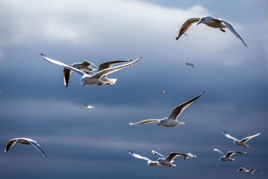 Danube Delta – 2-Day Tour From Bucharest
