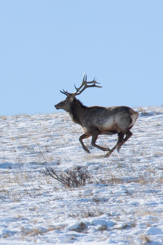 Day Tour to Hustai National Park