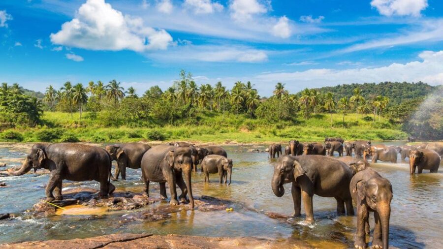 Day Tour To Kandy From Colombo