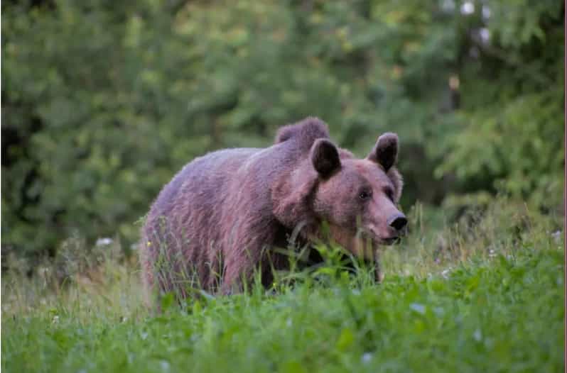 Day Trip & Bear Watching in the Land of Volcanoes