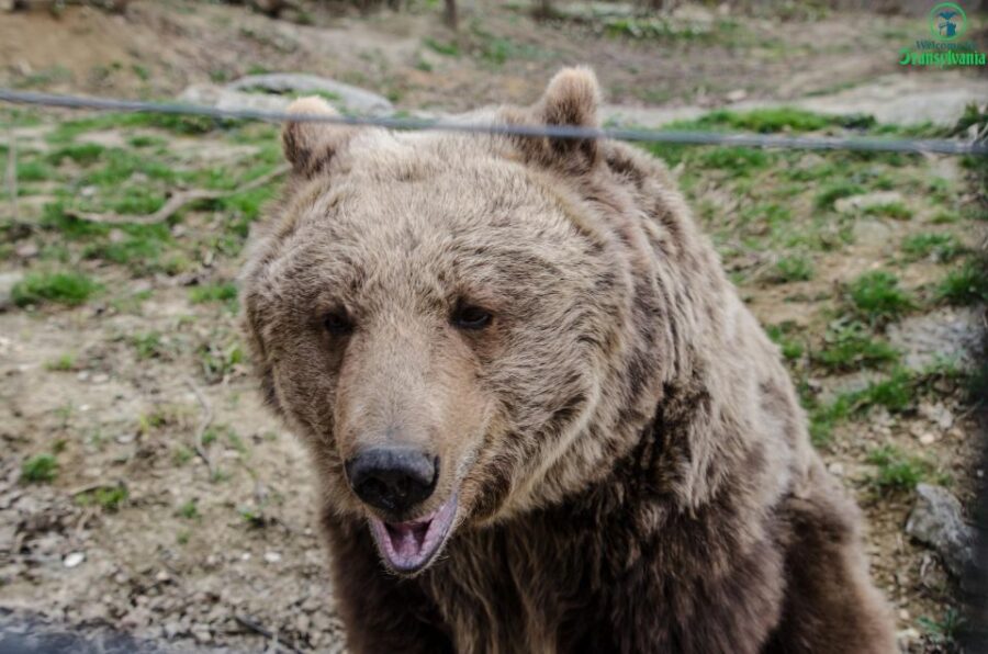 Day Trip Bran Castle, Rasnov Fortress and Bear Sanctuary