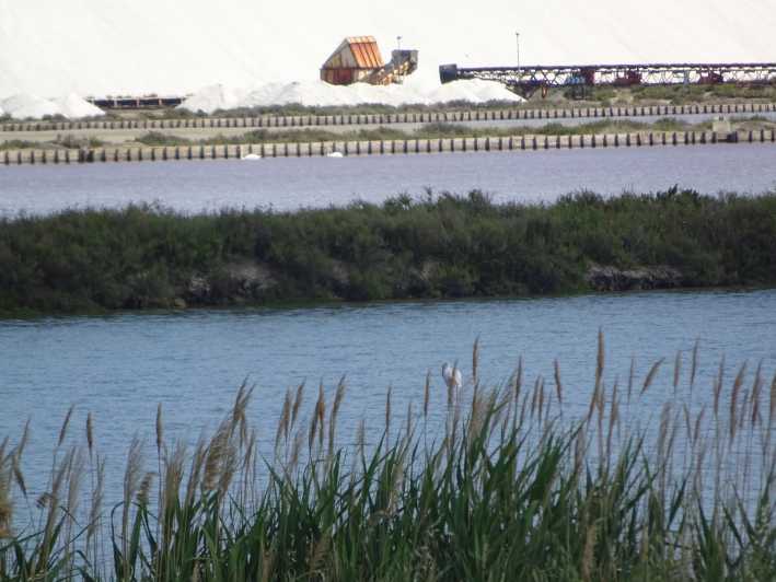 Day Trip From Nîmes to Camargue Nature Park
