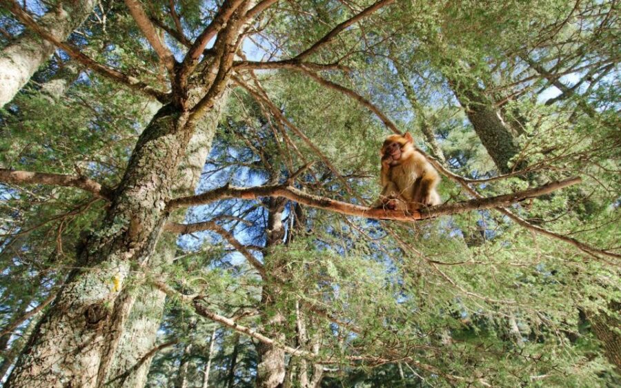 Day Trip to Atlas Mountains Cedars Forest Azrou Ifrane Caves