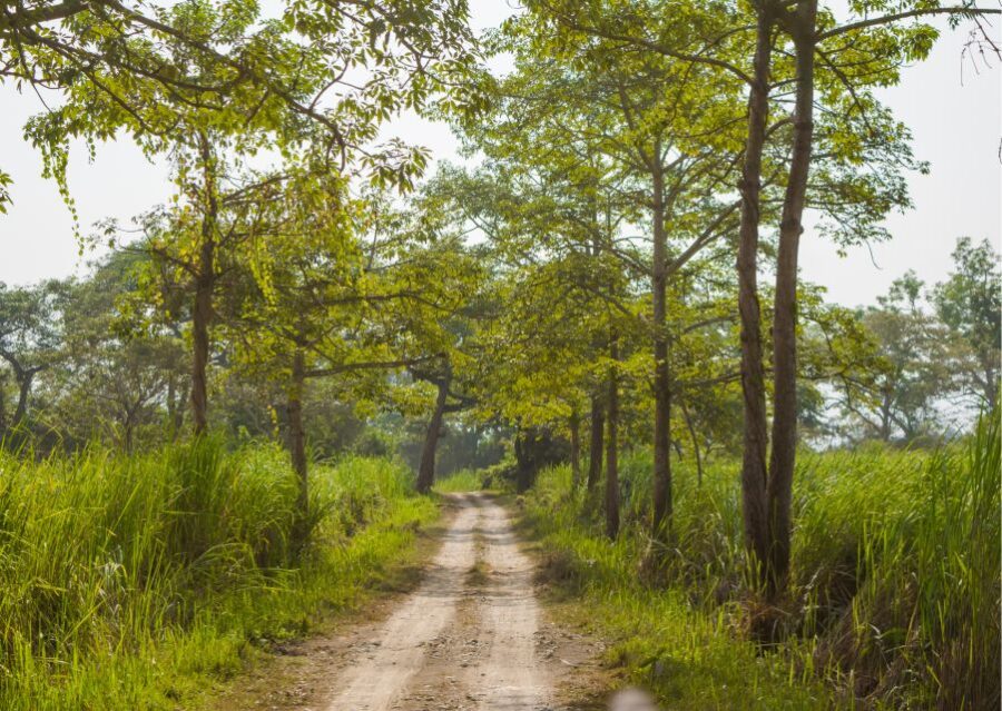 Day Trip to Kaziranga National Park (Tour From Guwahati)