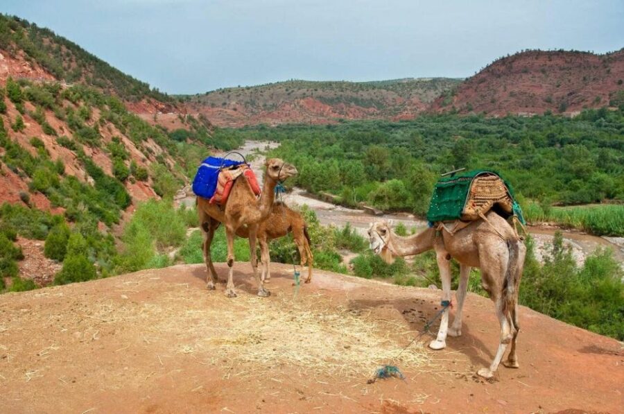 Day Trip to the Atlas Mountains and 5 Valleys From Marrakech