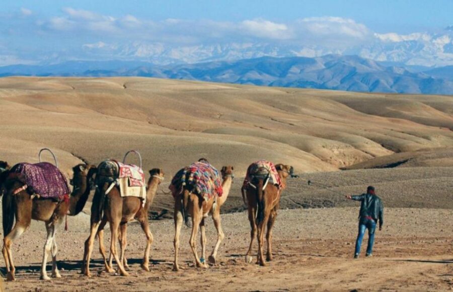 Desert Dreams: Camel Ride & Dinner Show in Agafay
