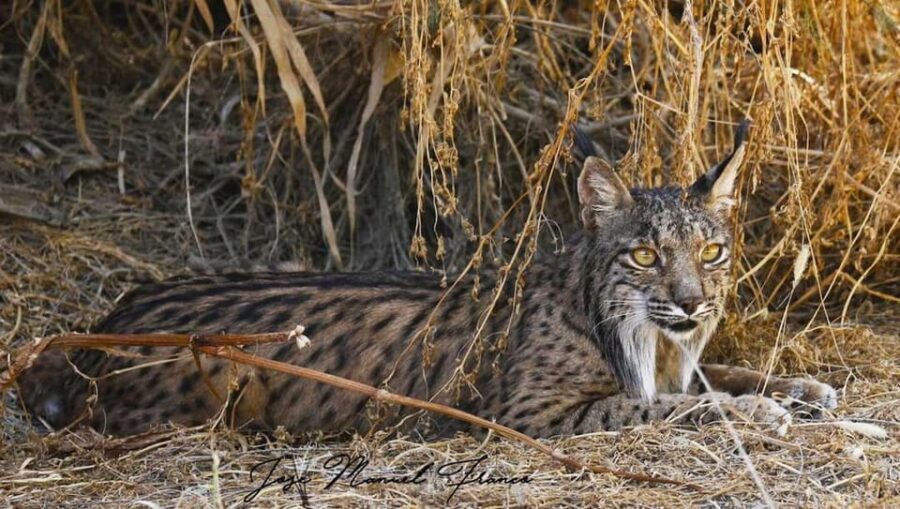 Discover Doñana & Iberian Lynx: Premium Nature Tour