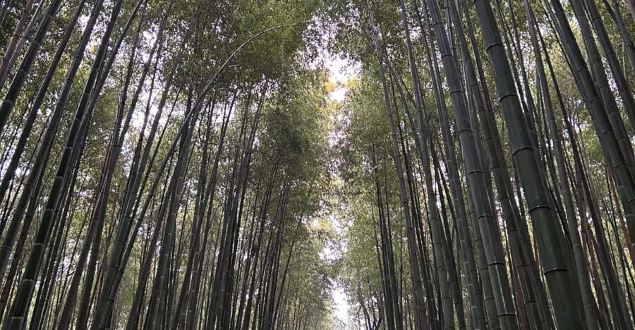 Discover Kyoto: Personalized Tours With a Local Expert