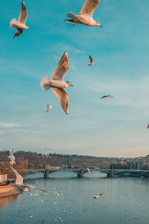 Discover Prague – 4 Hours Tour