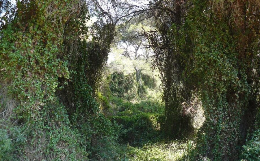 Discover the Devesa and the Albufera: Guided Tour