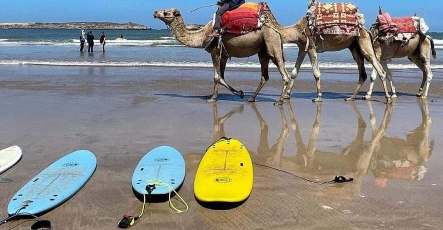Discovertangier: Day Trip From Tarifa With Camel Ride &Lunch