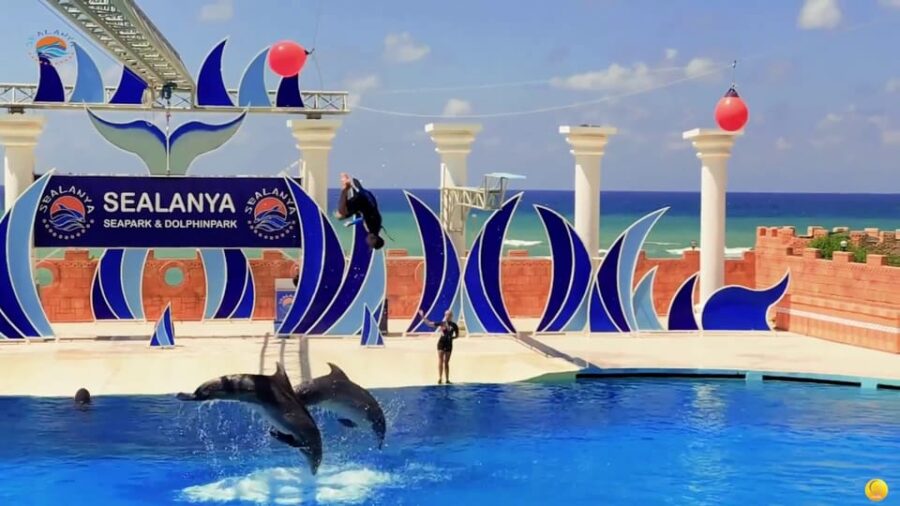 Dolphin Park Entry With Live Show and Pickup