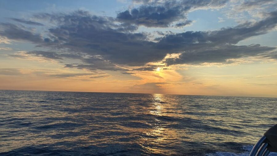 3 Best Dolphin Watching Tours In Umag