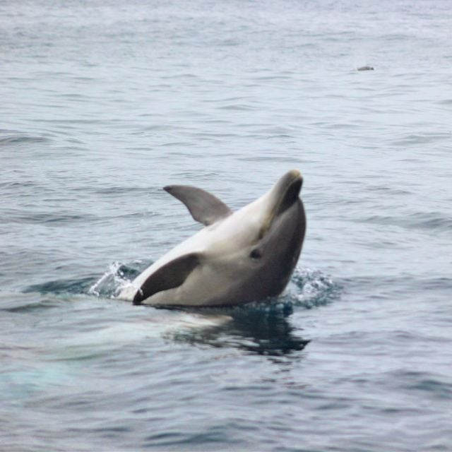 Best Dolphin Watching Tours In Bentota