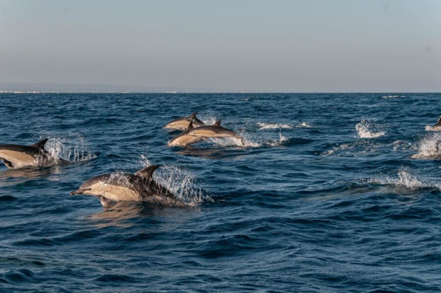Dolphin Watching and Marine Wild Life in Faro - Tour Overview and Pricing