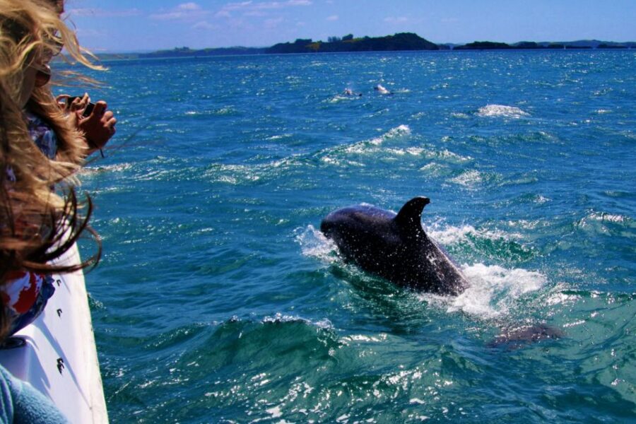 Dolphin Watching in Trincomalee