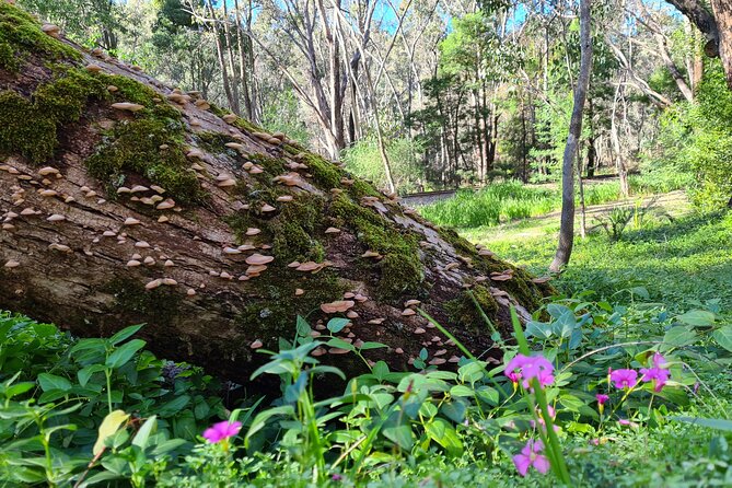 Dwellingup Trains, Trails & Woodfired Delights Full Day Tour - Tour Overview