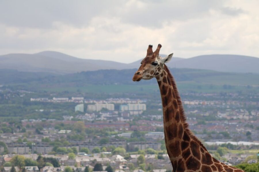 Edinburgh Zoo Entrance Ticket - Ticket Information and Pricing