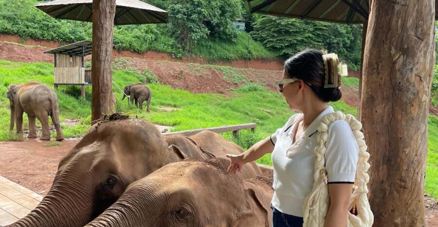 Elefin Farm & Cafe Half-Day Tour With Private Car - Tour Details