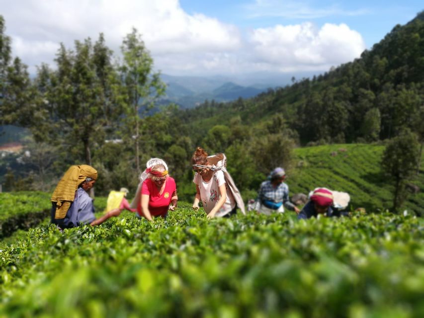 Ella Haputae Tea Plantation Safari By TukTuk & Cooking Class