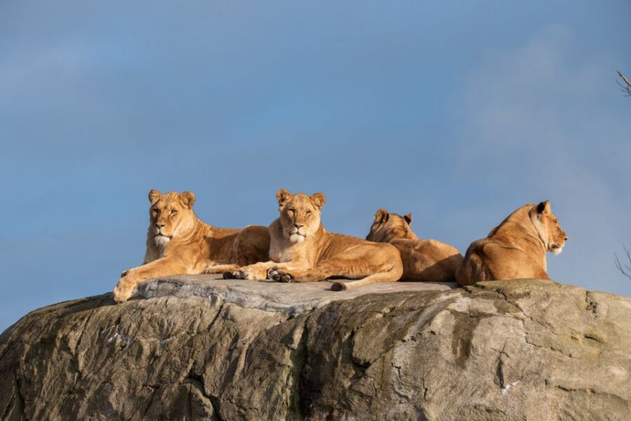 Emmen: Wildlands Adventure Zoo and Rimbula River Cruise