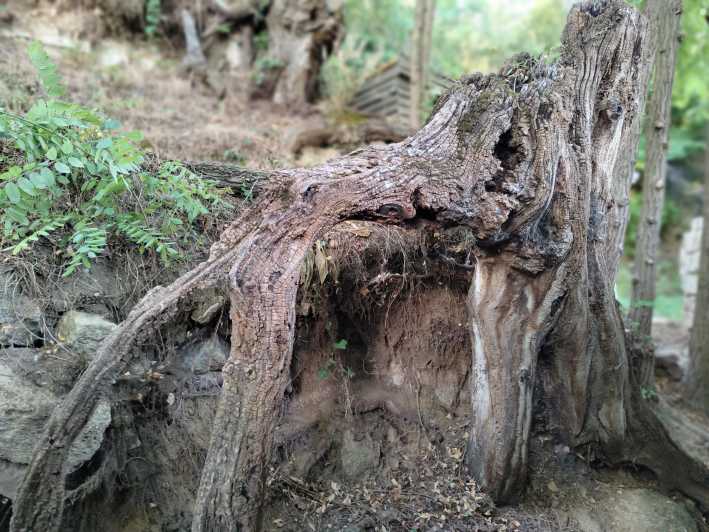 Enter the Painting, Touch the Roots and Go Back in Time !