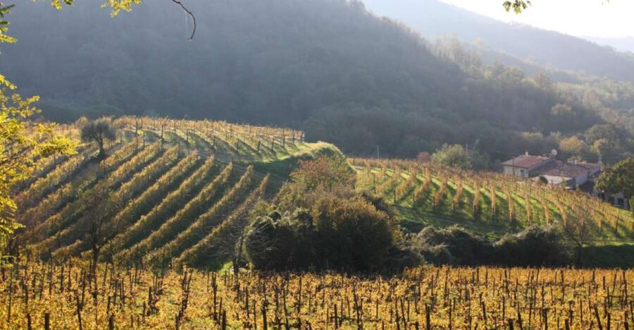 Euganean Hills Guided Wine Tour With Tasting From Padua