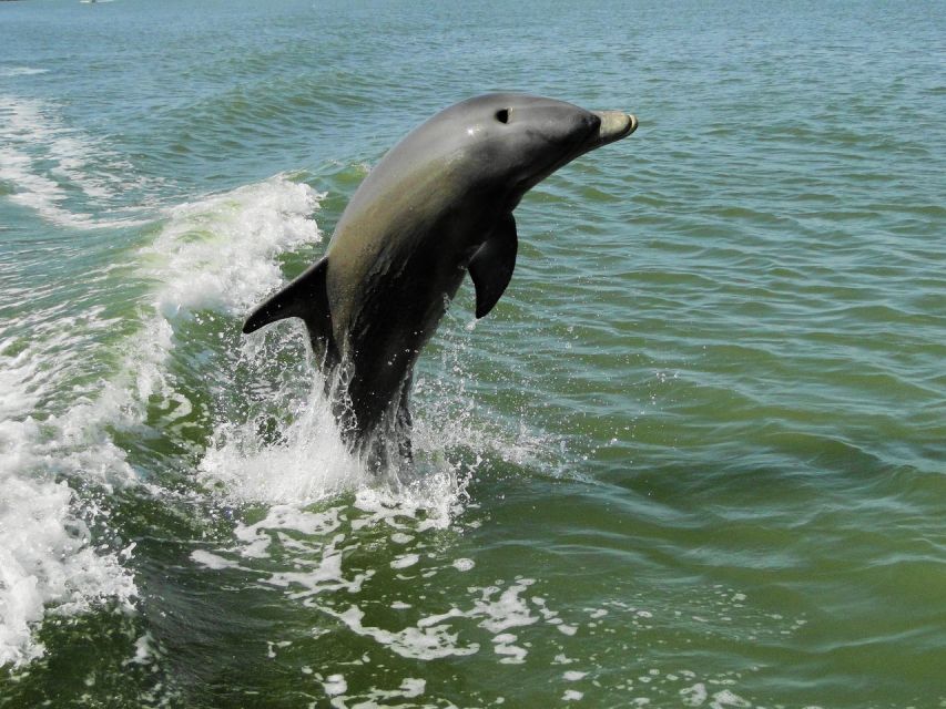 2 Best 2 Hour Tours and Experiences in Everglades National Park