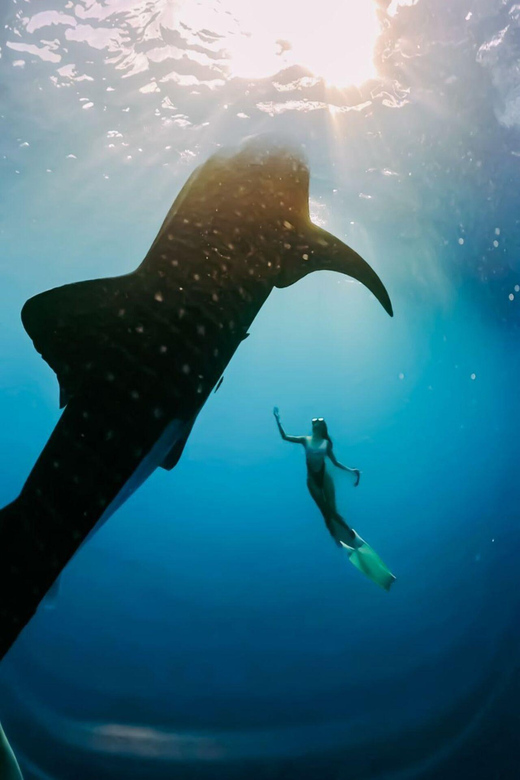 EXCLUSIVE TOUR WHALE SHARK 4D3N INCLUDE DRONE - Tour Overview