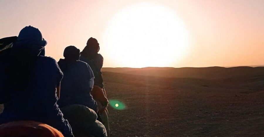 Experience a Camel Tour Through Palm Oasis and Jbilat Desert