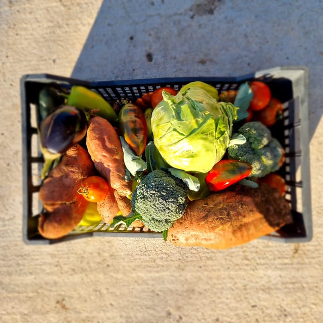 Experience Island Brac With Cooking Class on a Local Farm