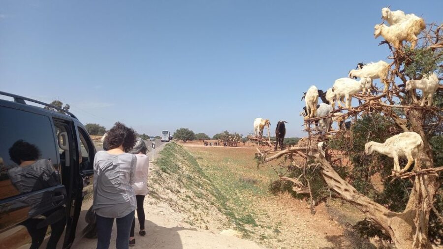 Explore Essaouira and Berber Woman at Argan Cooperative