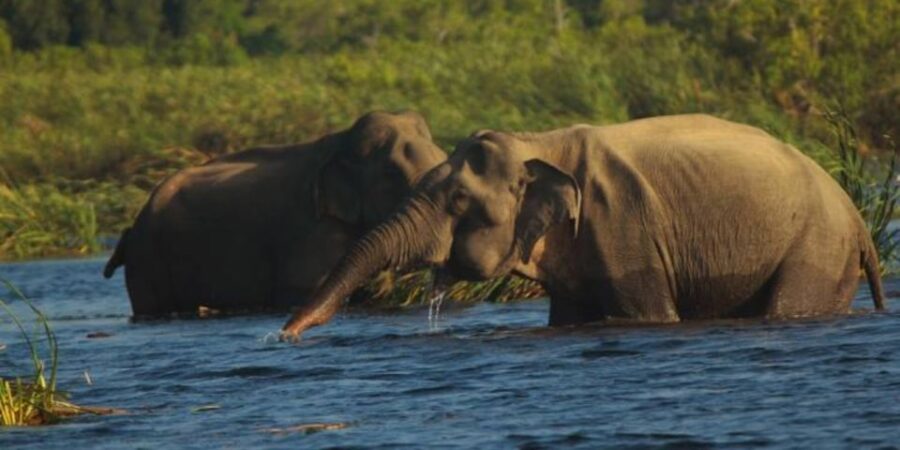 Explore Vedda Village and Gal Oya National Park on a 3-Day